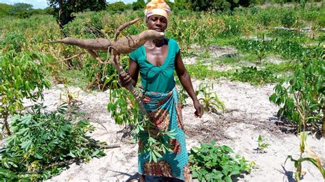 agricultura de conservacao em mocambique